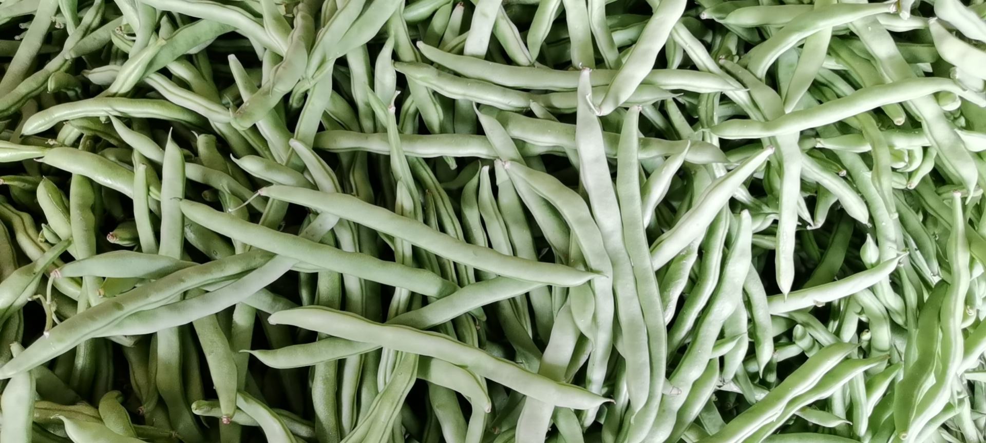 展示新鲜翠绿的四季豆与新鲜猪肉的对比图 挑选新鲜四季豆和猪肉