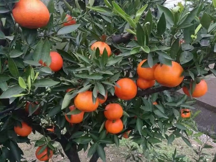 [柑桔苗批发]小原红早生,红皮蜜桔,高糖,国内早引进价格60.