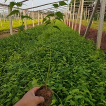 棣棠新价格，多分枝棣棠基地，青州棣棠批发，棣棠大量供应
