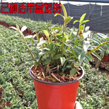 雁荡山红杆软脚铁皮石斛苗盆栽花卉绿植
