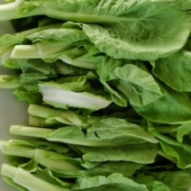 五号菜苔，2月底可以上市