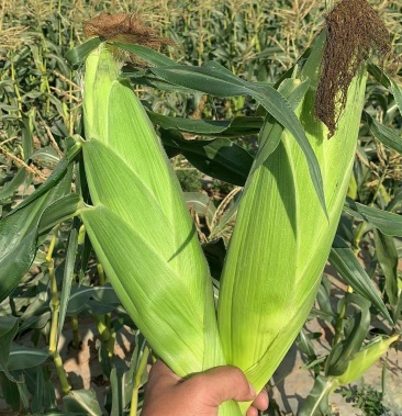 海南东方精品水果玉米太阳花玉米花糯玉米系列欢迎咨询