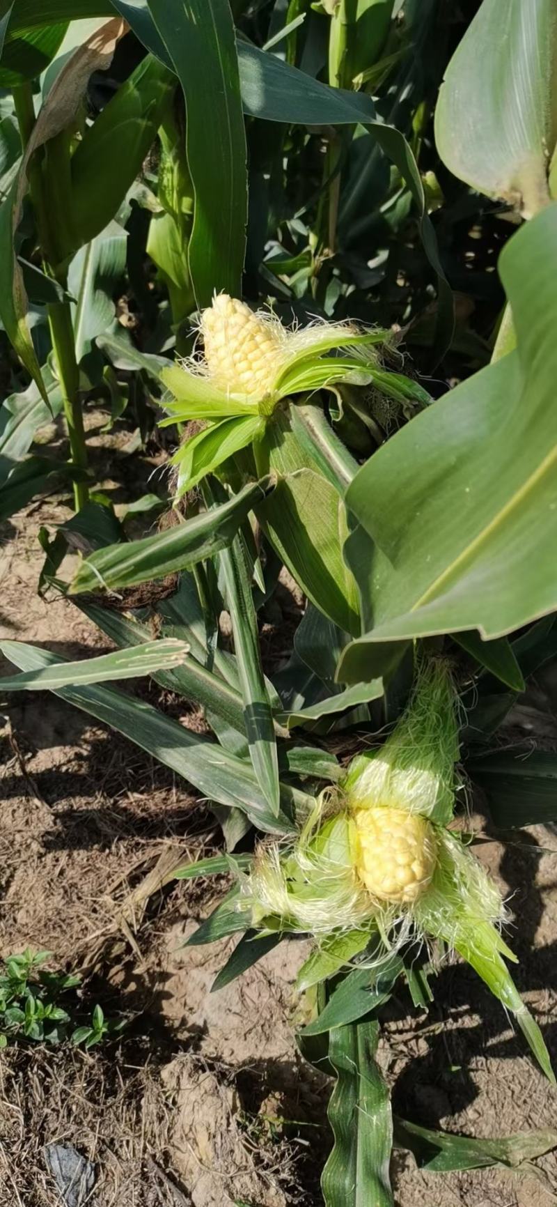 海南东方精品水果玉米,太阳花玉米,花糯玉米系列,欢迎咨询