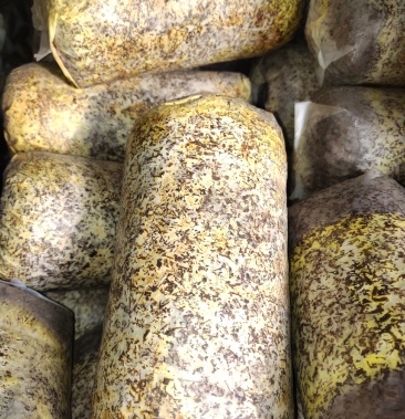 西峡县丰源菌种厂桑黄菌包俗称软黄金