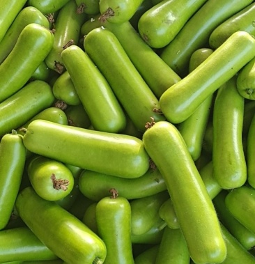 [瓠瓜批发]蒲瓜,新苗蒲瓜,蒲子,可全年供应价格0.10元/斤 - 一亩田