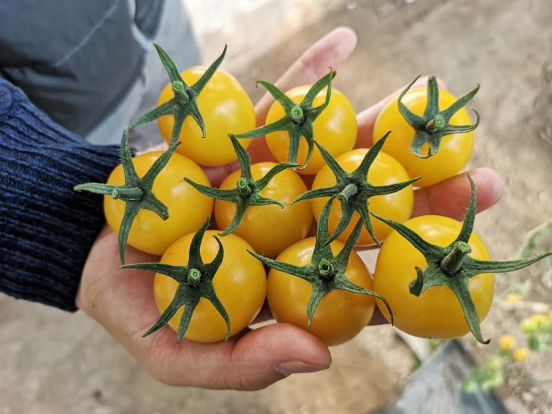 超甜黄珍珠樱桃番茄春季四季蔬菜西红柿圣女果