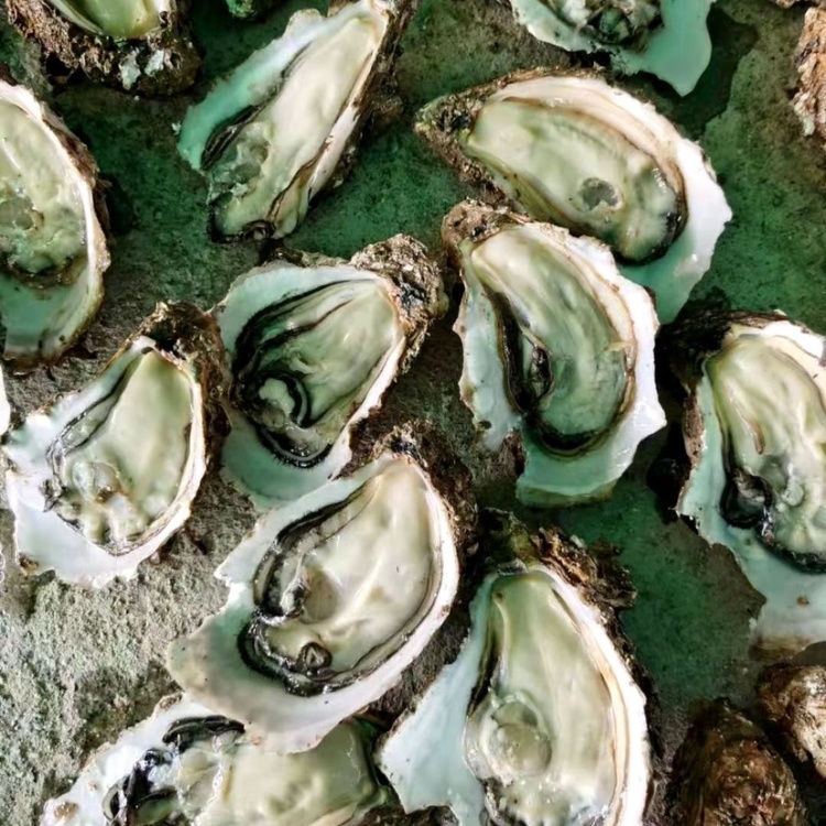 台山生蚝自产自销优质货源天天新鲜