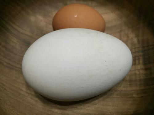 [鹅蛋批发]鹅蛋鹅鹅鹅鹅蛋鹅蛋鹅蛋价格15.00元/个 - 一亩田