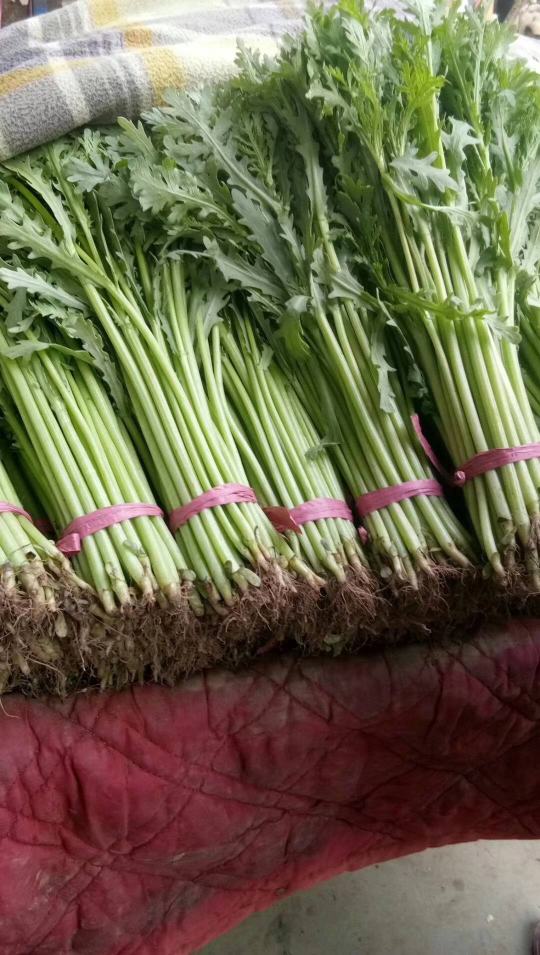 [茼蒿批发]精品光杆茼蒿大量上市中专供超市价格1.00元/斤 - 一亩田
