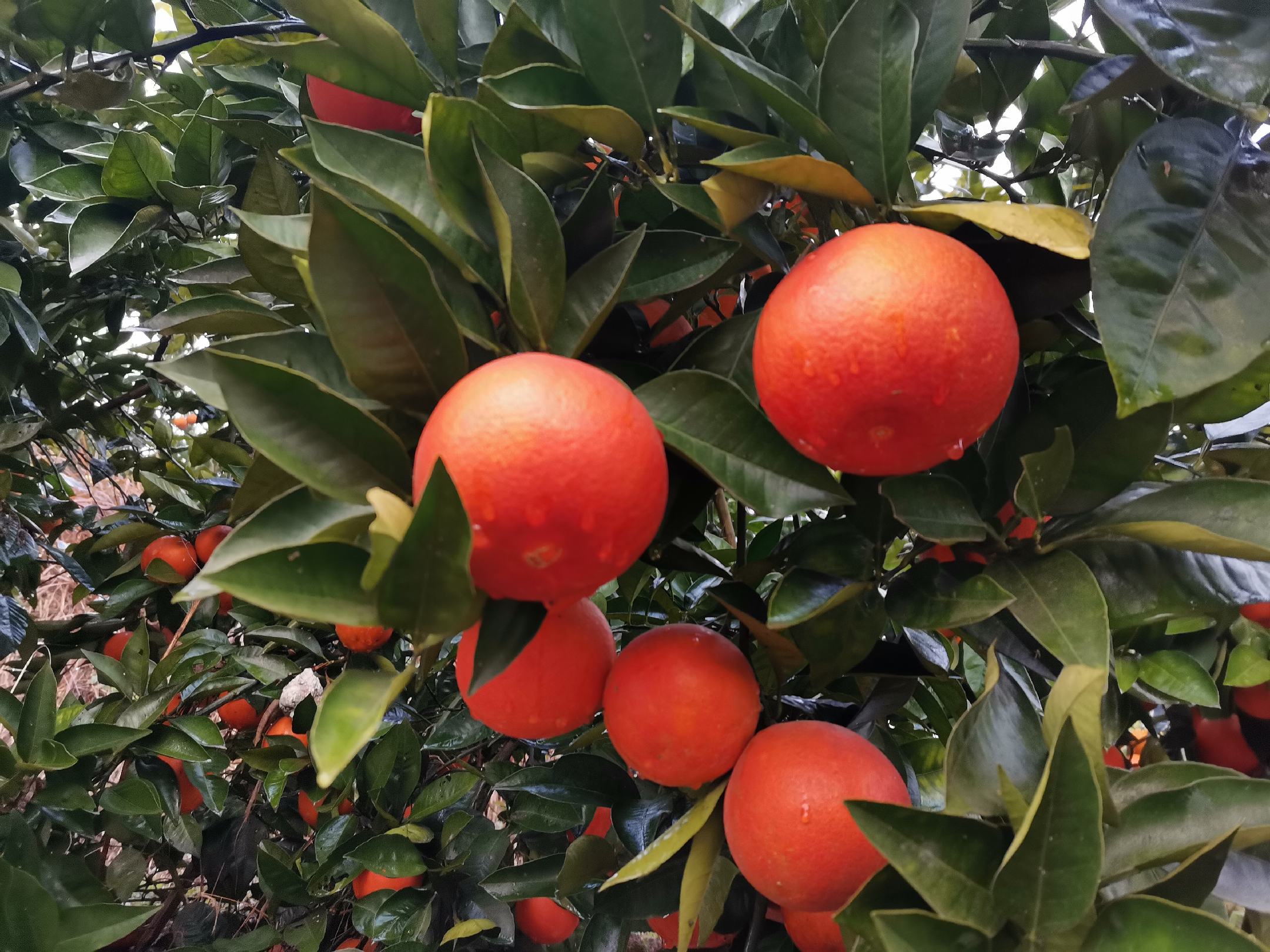 腾蛟镇血橙果园航拍图