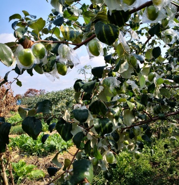 广西梧州市藤县和平大青枣