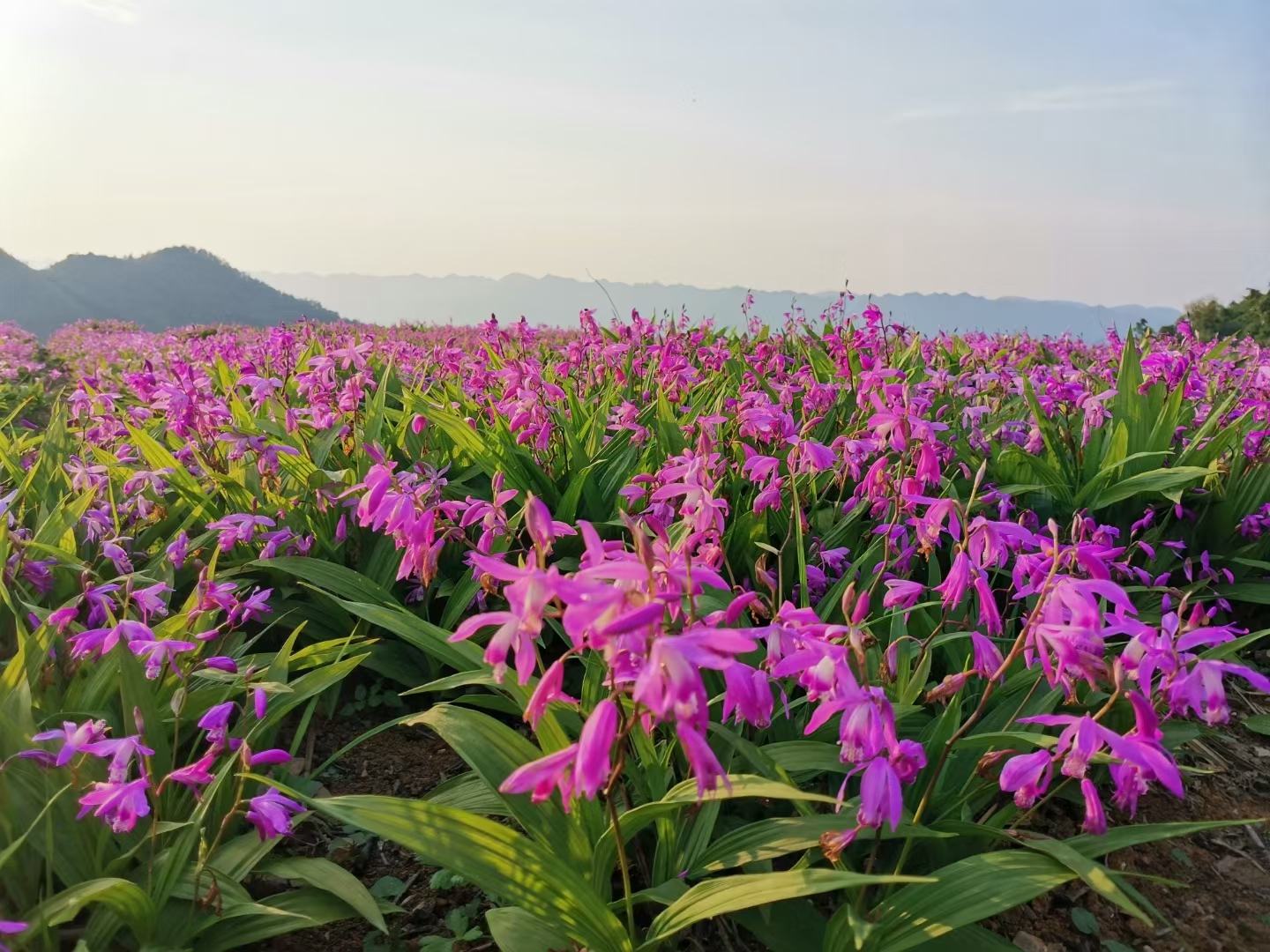 野生韭菜盛开