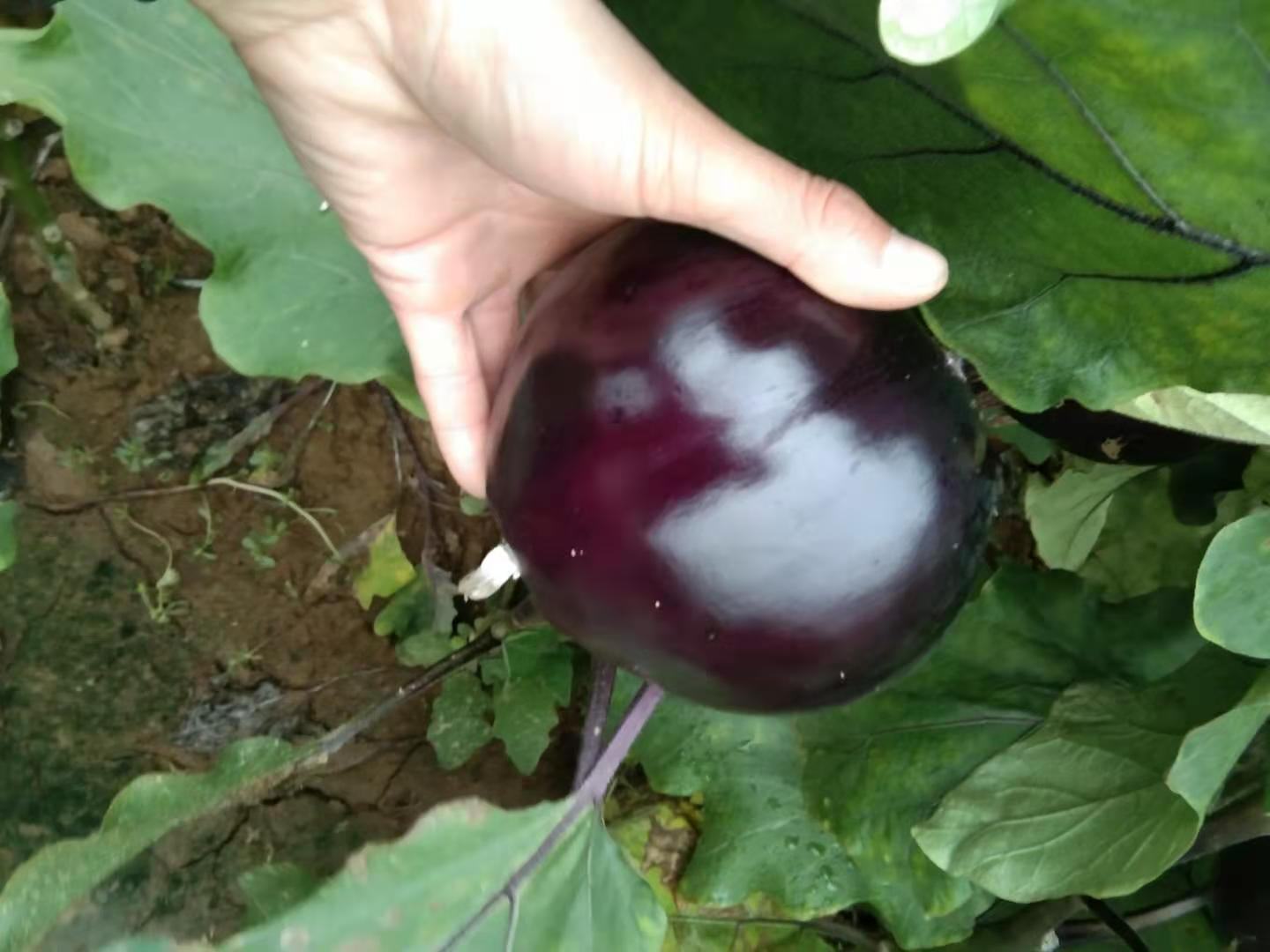 一片整齐连片的天茄种植基地,植株健壮,叶片浓绿,枝条上挂满长条形、深绿色、表面有光泽的青茄果实,土壤湿润,田间管理规范,背景可见农户正在采收 天茄植株整体生长状态