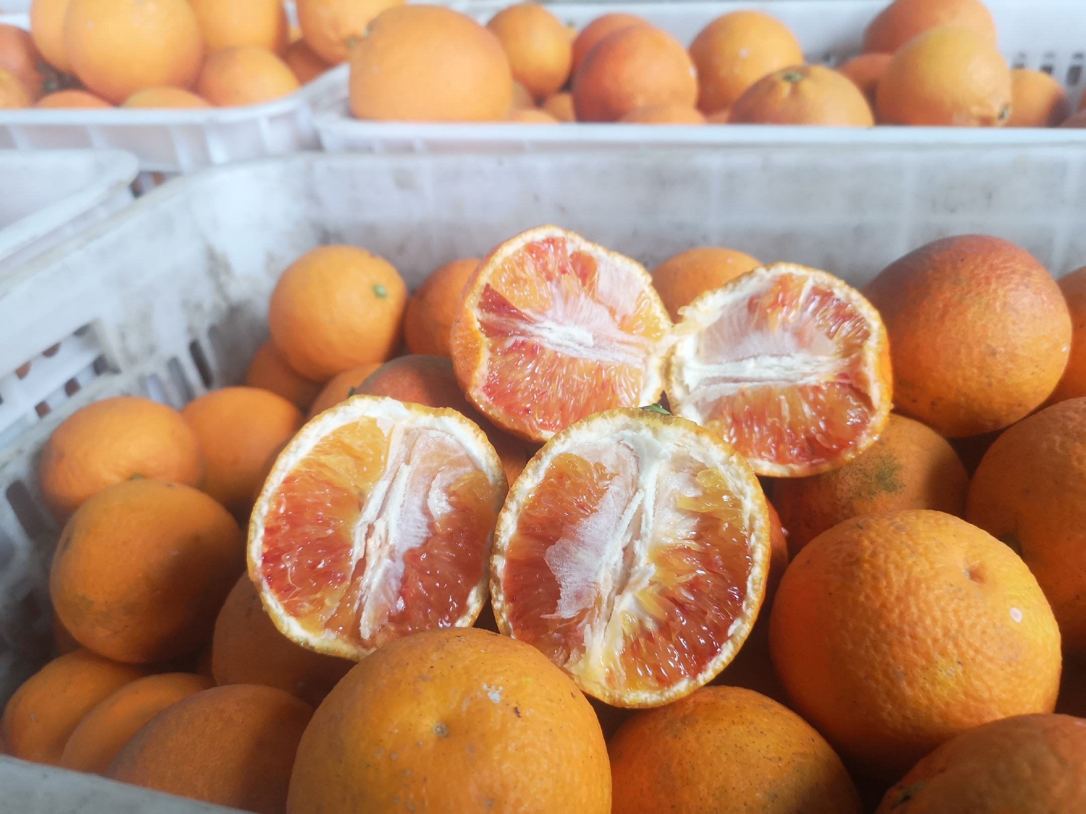 一张对比展示图,左侧为切开的血橙,果肉呈深红色;中间为普通橙子,果肉为橙黄色;右侧为红心柚子,果肉为粉红色。三者并列摆放于白色瓷盘上,背景简洁明亮,突出颜色差异 血橙与其他柑橘对比图