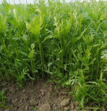 光杆茼蒿25cm小叶柔嫩新鲜干货