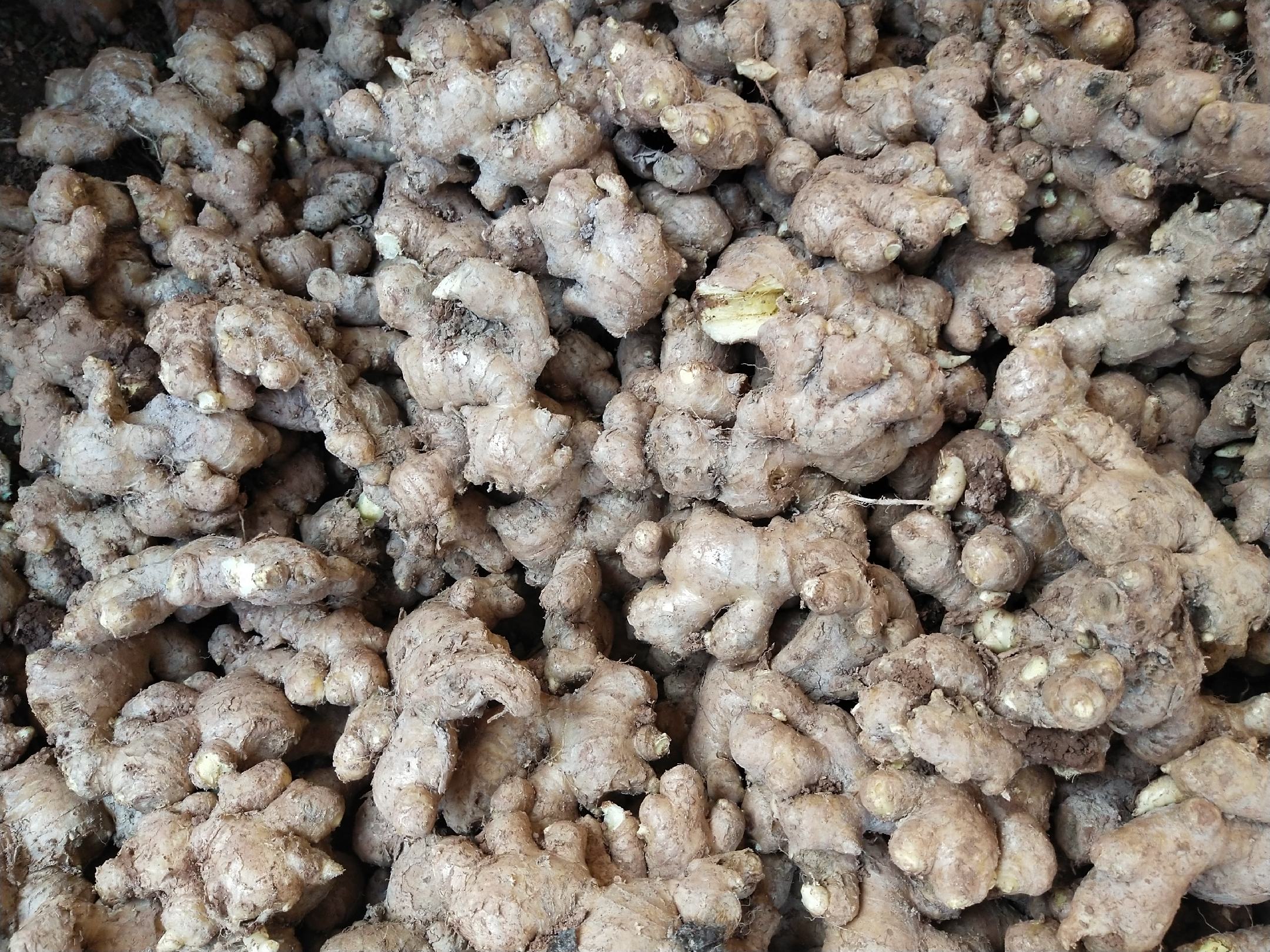 小黄姜带泥冷藏与干刷预处理特写