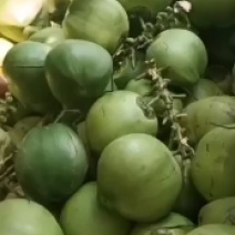 海南文昌东郊椰林椰子批发