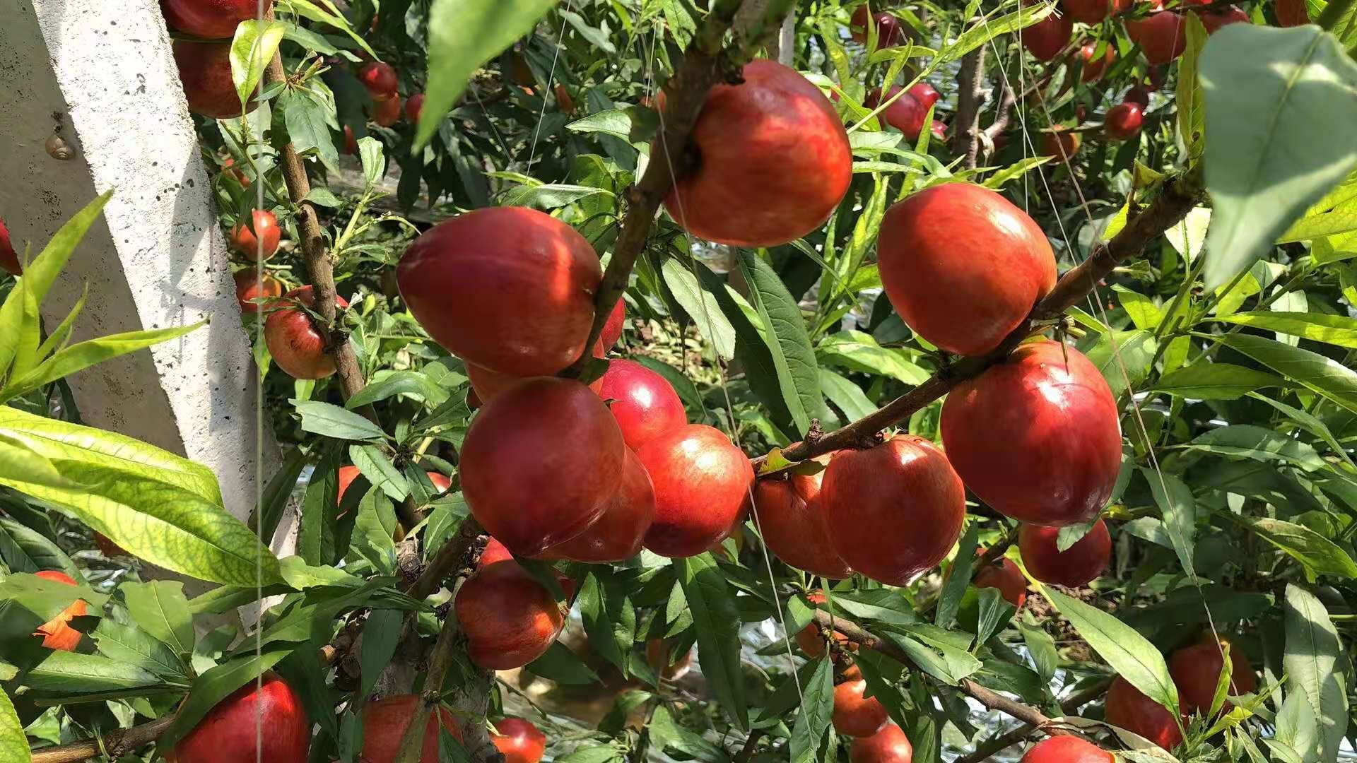 在四川某黄油桃果园,果农正使用手持修枝剪对一棵成年树进行夏季疏枝作业,重点清除内膛直立旺枝和过密结果枝,地面铺设修剪废弃物收集布,便于集中处理 南方湿热区黄油桃夏季修剪实景图