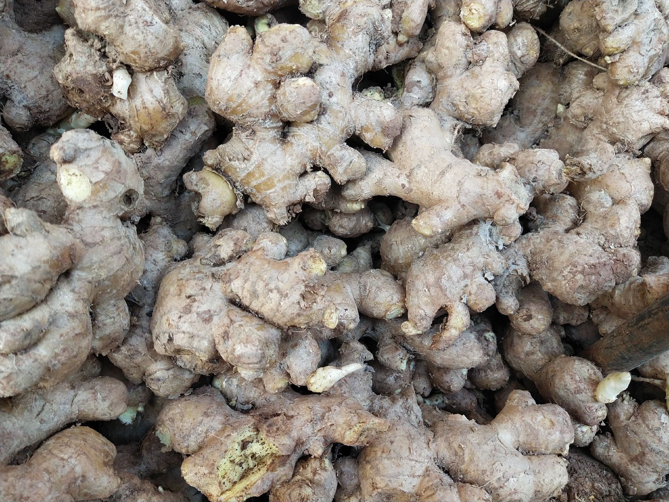 一片山坡林下阴湿区域,大黄姜藤蔓缠绕在低矮灌木上,绿色心形叶片清晰可见,叶腋处挂着数个褐色小珠芽;地面部分露出刚挖掘出的块茎,表面覆盖泥土,呈现出典型的瘤状纹理与棕黄色外皮 野生大黄姜生长环境实景