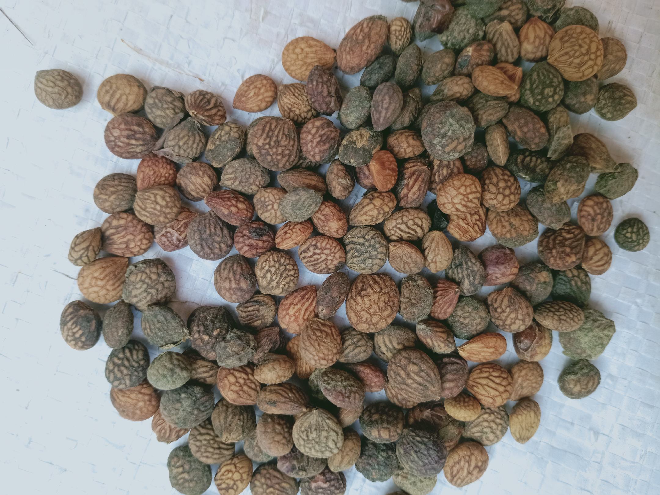 [蕤仁批发]蕤仁,中药材芮仁质量保证,经营各种中药材欢迎咨询合作!