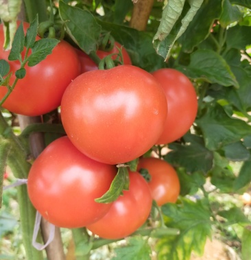 [西红柿批发]南宁番茄串果大量现货价格1.20元/斤 - 一亩田