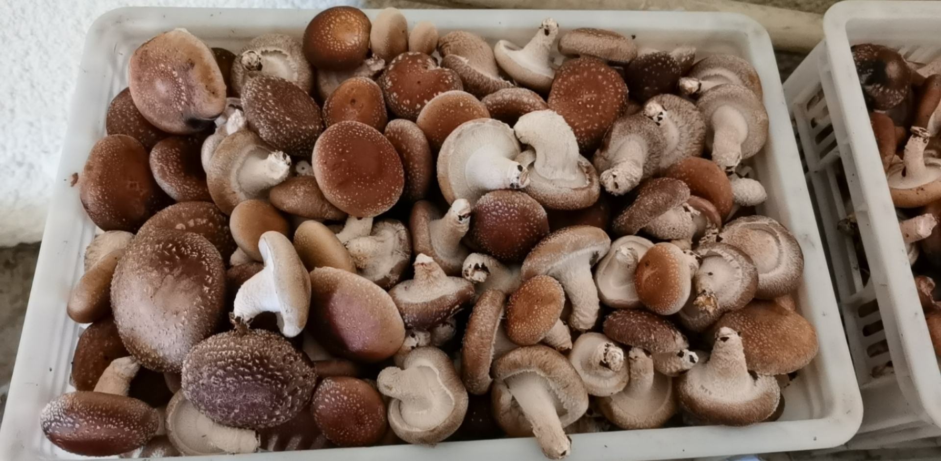 画面展示两组干香菇:左侧为干燥状态下的深褐色小朵干菇,表面有自然裂纹;右侧为充分泡发后的饱满香菇,伞盖展开,质地柔软,背景为白色陶瓷碗和温水环境,旁边放置一个漏勺用于沥水 干香菇泡发前后对比图