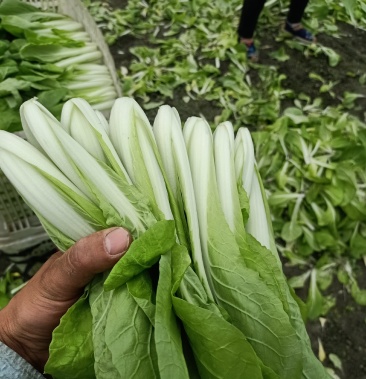 中国四川成都双流 菜地小菜小白菜 飘儿白