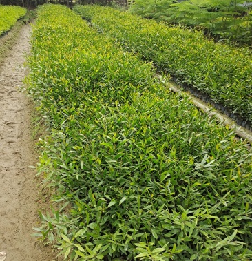 台湾相思小叶相思苗木