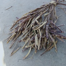 正宗木马山的地瓜种子