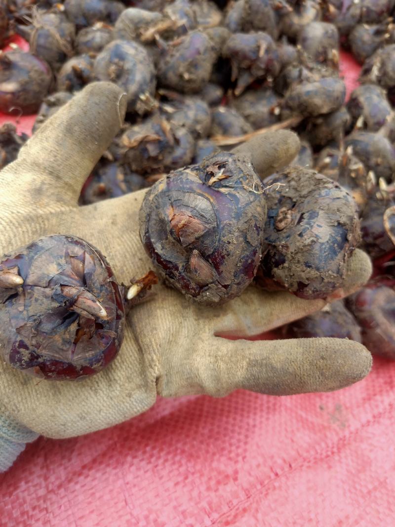 [荸荠批发]云南文山文山市荸荠 2.50元/斤荸荠 名叫马蹄果 _ 一亩田