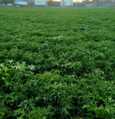 雪里红(腊菜)量大待销售