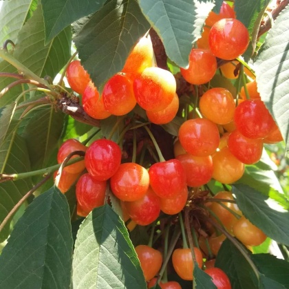 招远市黄蜜樱桃产地行情