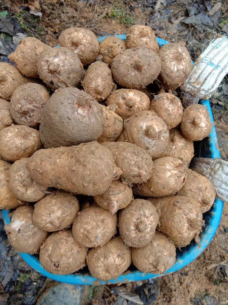 云南昭通大关县天麻苗 40.00元/件云南省昭通市