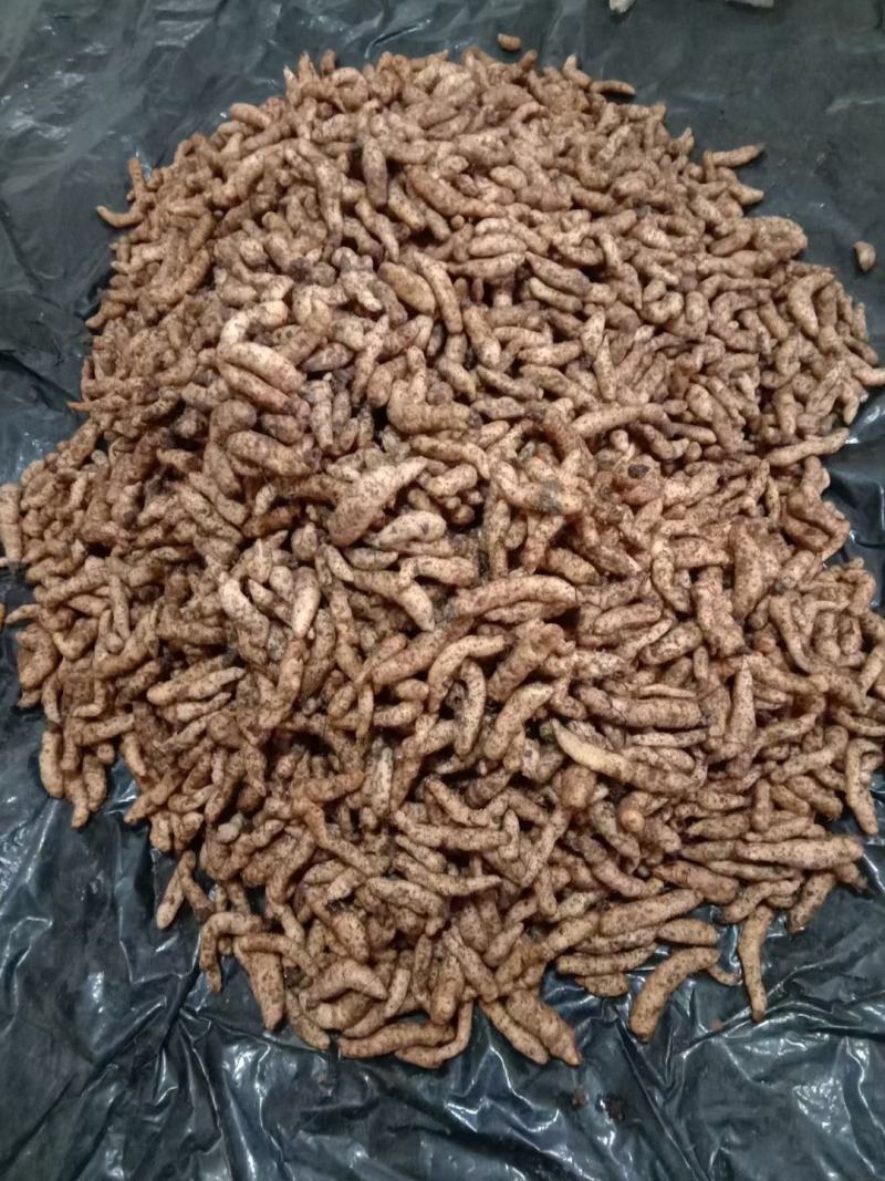 云南昭通大关县天麻苗 40.00元/件云南省昭通市