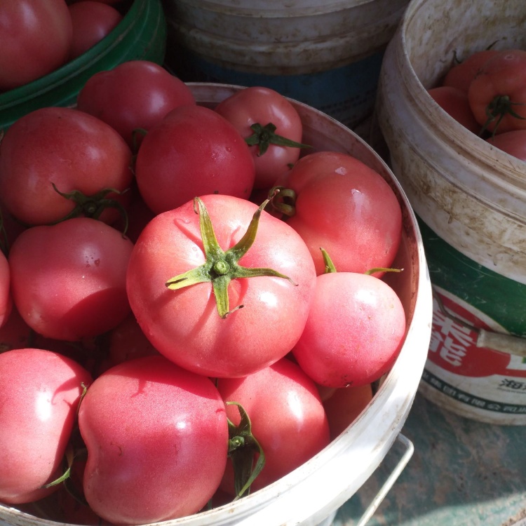 昆明市东川区硬粉西红大量上市