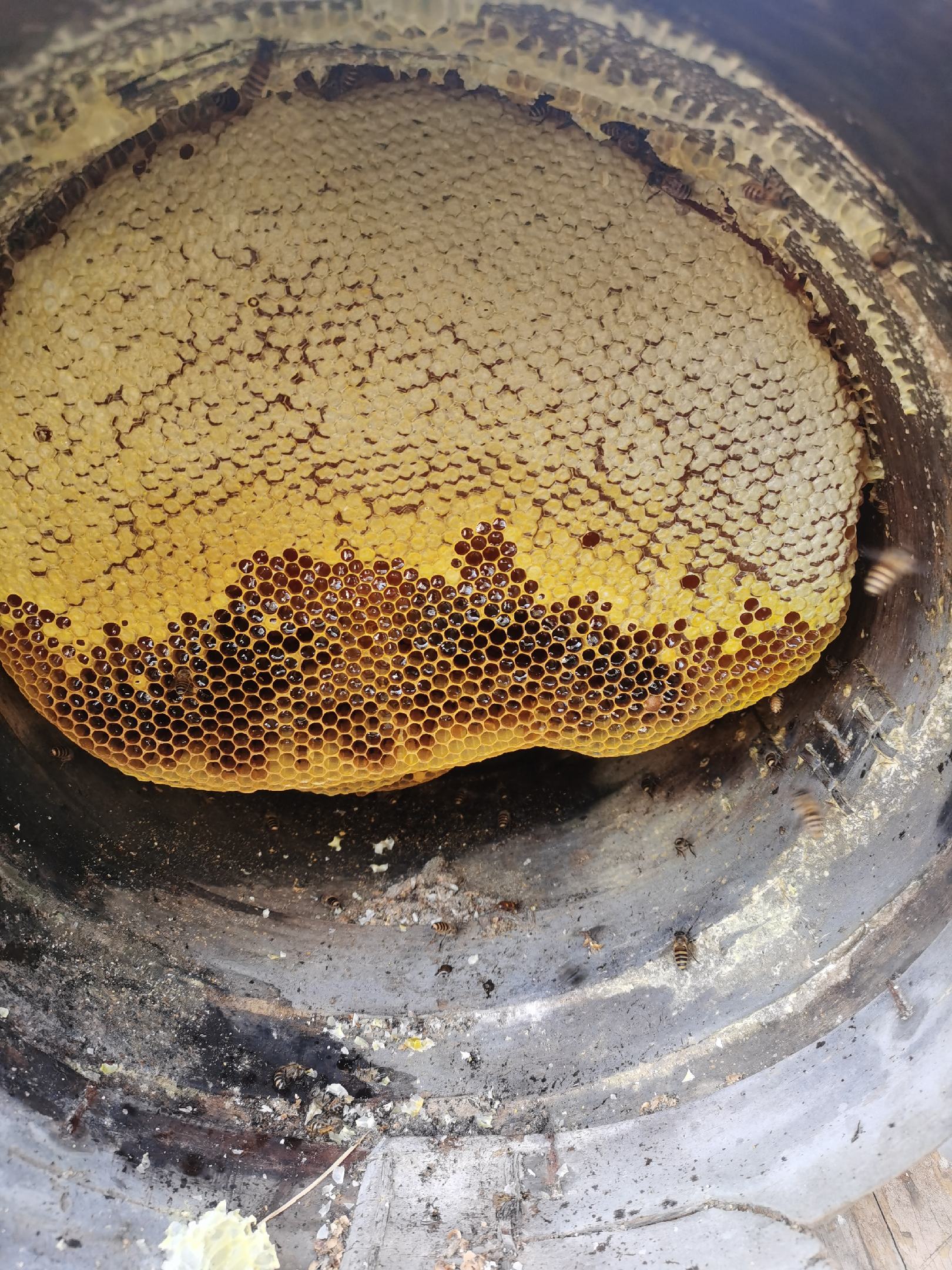 农家土蜂蜜照片图片
