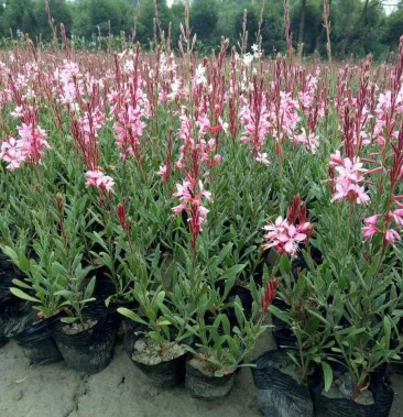 花圃直发山桃草千鸟花盆栽山桃草盆栽千鸟花山桃草基地