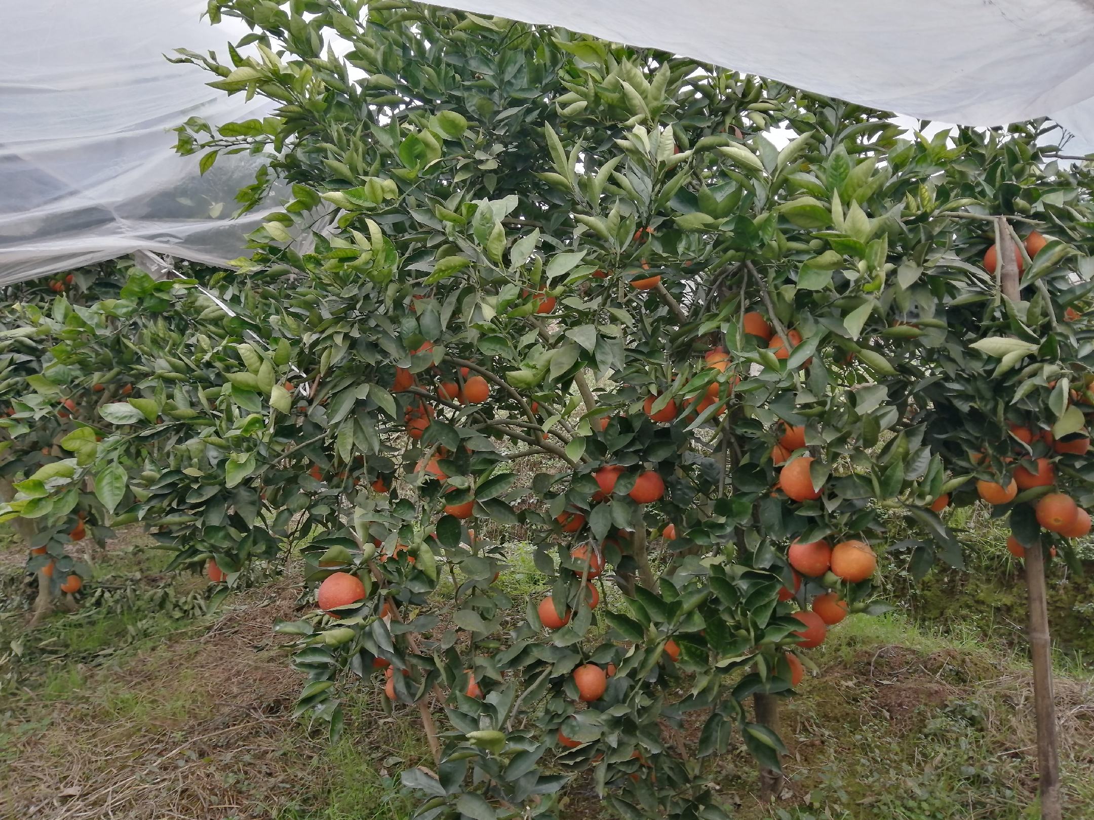 血橙子树定植现场示意图