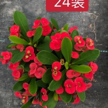 铁海棠虎刺梅观花室内净化空气