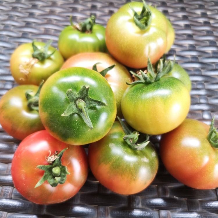 [草莓西红柿批发]草莓西红柿(京彩8号)价格7.00元/斤 - 一亩田