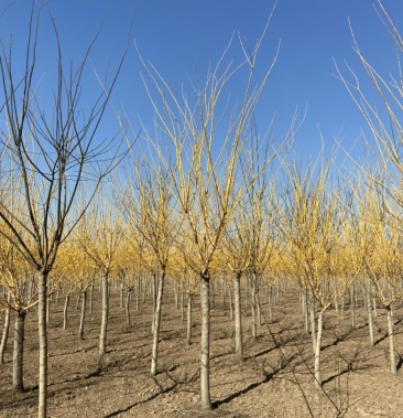 [槐树批发]矮接金枝槐1.8m左右价格180.00元/棵 - 一亩田