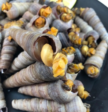 新鲜钉螺鲜活去尾钉螺海螺丝海鲜水产麻辣钉螺