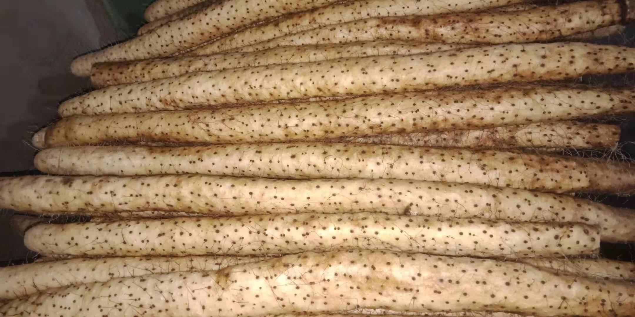 铁棍山药的外观特征
