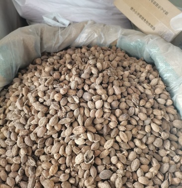 缅甸长砂仁圆砂仁新货无硫大量供应批零兼营