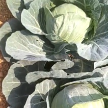 甘蓝大量现货沙地种植基地质量优良品质好