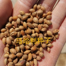 辽宁营口市鲅鱼圈区东升种苗供应马哈利种子嫁接各种车厘子
