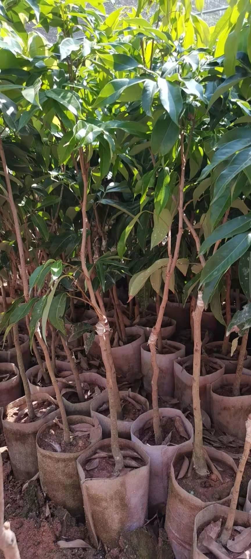 批发]荔枝苗无核荔枝苗桂味荔枝苗妃子笑荔枝糯米糍荔枝白糖罂苗价格