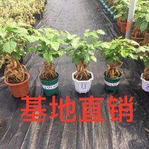 幸福树(提根绿宝)大小规格齐全，货源充足，整箱销售
