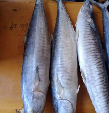 钓马鲛鱼 精品钓马鲛 福州发货 全国批发价