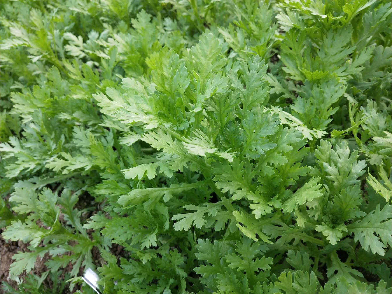 茼蒿与香菜的外观对比